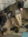 Purebred Belgian Malinois Puppies (1-3 Months Old) - 2