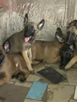 Purebred Belgian Malinois Puppies (1-3 Months Old) - 3