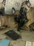 Purebred Belgian Malinois Puppies (1-3 Months Old) - 4