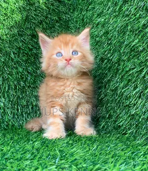 Purebred Female Maine Coon Kitten (1-3 Months)