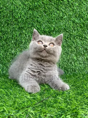 Female British Shorthair Kitten (1-3 Months)