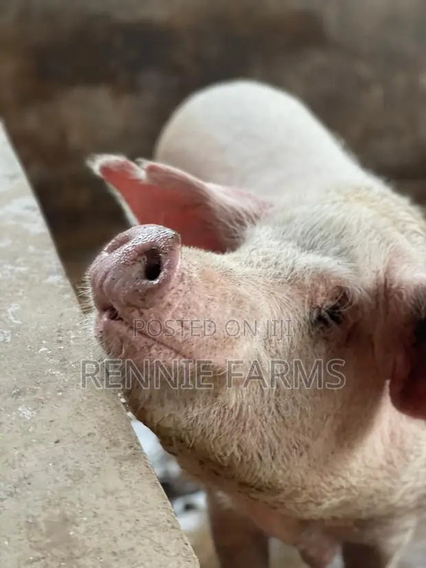 Pigs for Sale - 1