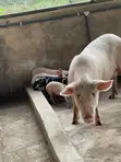 Pigs for Sale - 2