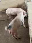 Pigs for Sale - 3