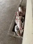 Pigs for Sale - 4
