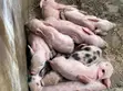 Pigs for Sale - 5