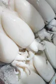 Cattle Fish - Hygienic and Delicious - 2