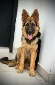 Purebred German Shepherd Puppy - 3-6 Months Male - 1