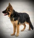 Purebred German Shepherd Puppy - 3-6 Months Male - 2