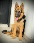 Purebred German Shepherd Puppy - 3-6 Months Male - 3