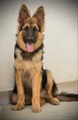 Purebred German Shepherd Puppy - 3-6 Months Male - 4