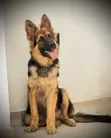 Purebred German Shepherd Puppy - 3-6 Months Male - 5