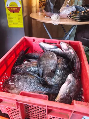 Fresh Tilapia for Sale in Tema