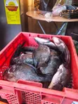 Fresh Tilapia for Sale in Tema - 1