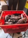 Fresh Tilapia for Sale in Tema - 2