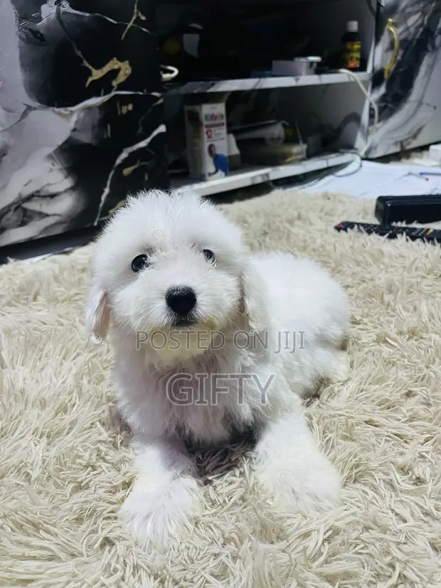 Purebred Poodle Puppy - 1-3 Months Male - 1