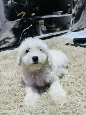 Purebred Poodle Puppy - 1-3 Months Male