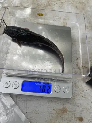 Catfish Fingerlings Available