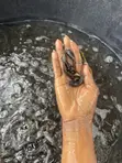 Catfish Fingerlings Available - 2