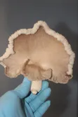 Oyster Mushroom Spawn Seed - 4