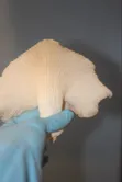 Oyster Mushroom Spawn Seed - 5