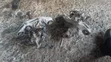 Honda CR-V Driving Gear - Used Parts - 1