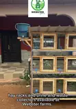 Modern Rabbit and Grasscutter Cages - 2