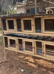 Modern Rabbit and Grasscutter Cages - 3