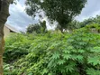 Mixed-use Land for Sale in Techiman Ayimana - 4
