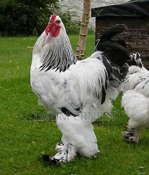 Duncanbuilder Chickens - 20 Birds - 1