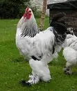 Duncanbuilder Chickens - 20 Birds - 1