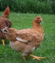 Duncanbuilder Chickens - 20 Birds - 2