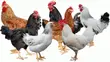 Duncanbuilder Chickens - 20 Birds - 3