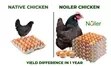 Duncanbuilder Chickens - 20 Birds - 4