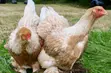 Duncanbuilder Chickens - 20 Birds - 5