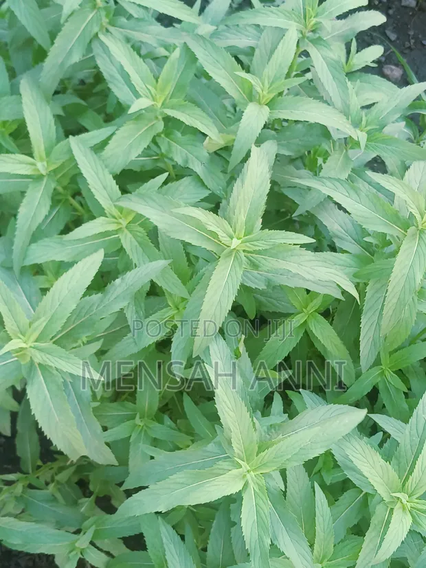 GreenHome Peppermint - 1