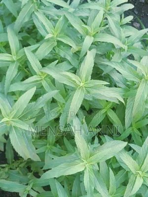GreenHome Peppermint