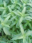 GreenHome Peppermint - 2