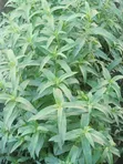 GreenHome Peppermint - 3