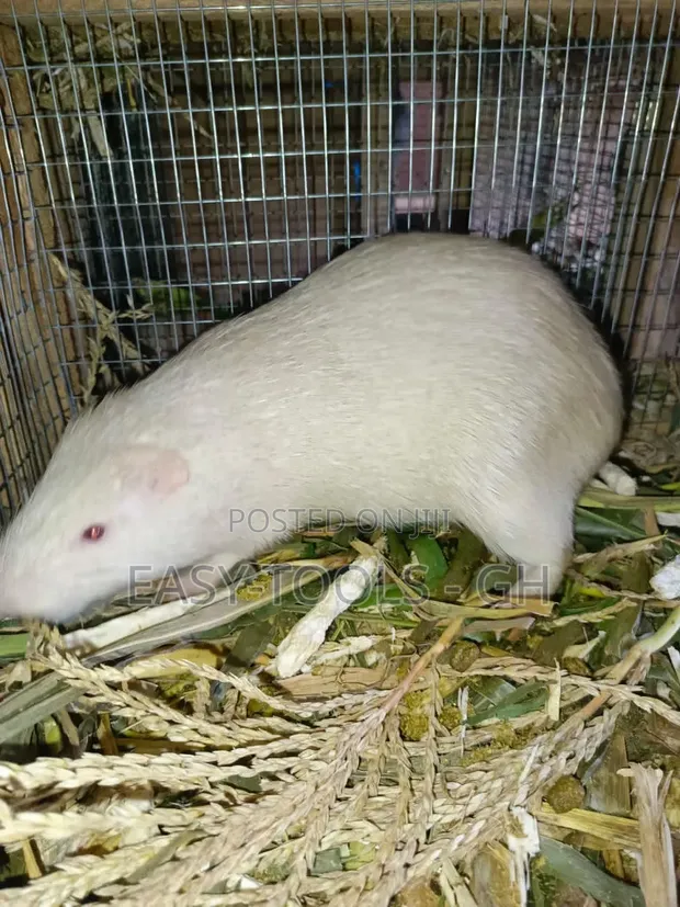 White Grasscutter - 1