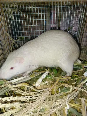 White Grasscutter