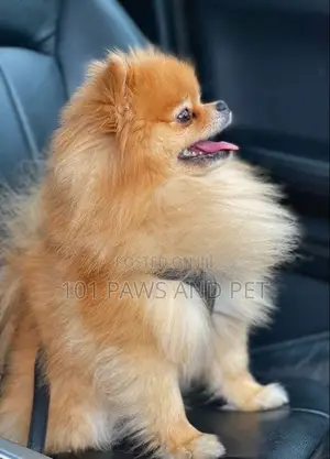 Purebred Pomeranian Puppy - 1-3 Months Old
