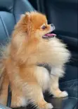 Purebred Pomeranian Puppy - 1-3 Months Old - 1