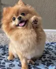 Purebred Pomeranian Puppy - 1-3 Months Old - 2