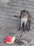 Mona Monkey - Exotic Pet - 1