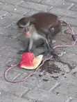 Mona Monkey - Exotic Pet - 2
