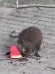 Mona Monkey - Exotic Pet - 3