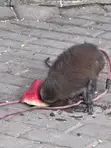 Mona Monkey - Exotic Pet - 4