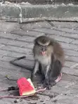 Mona Monkey - Exotic Pet - 5