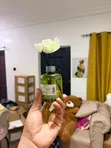 Reed Diffuser Set with Machine - 4